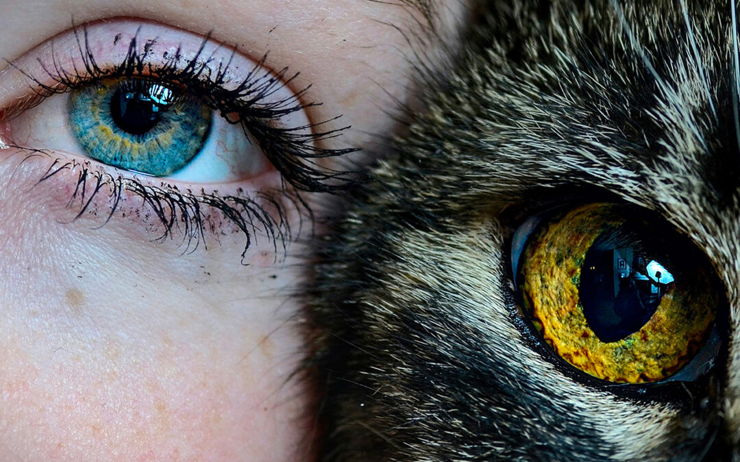 Une vision nocturne exceptionnelle