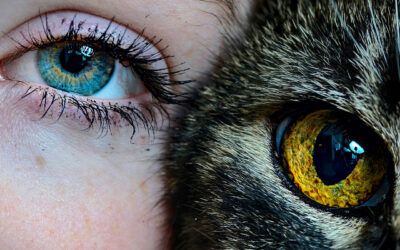 Une vision nocturne exceptionnelle