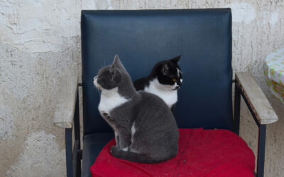Vacances de chats
